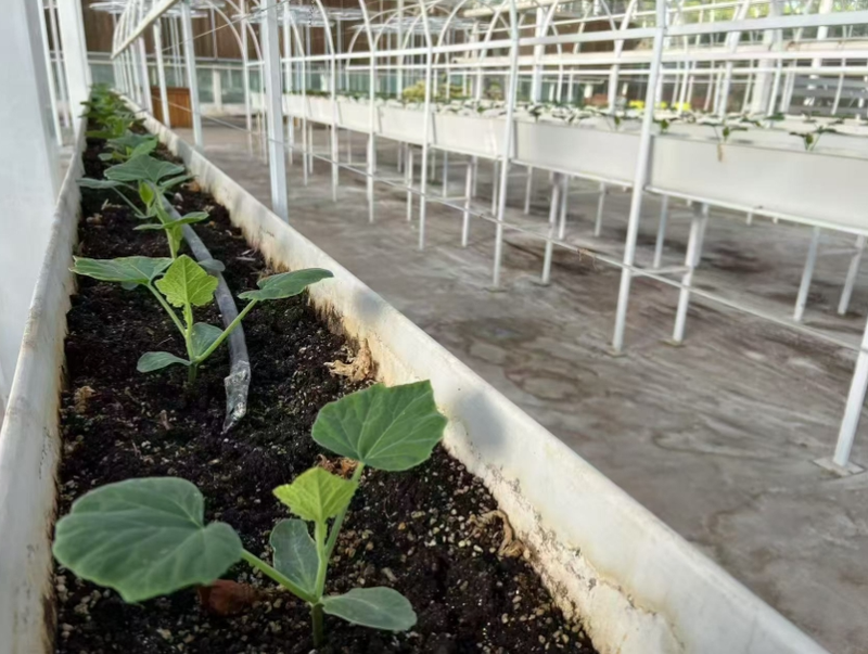 Blue root planting technology video