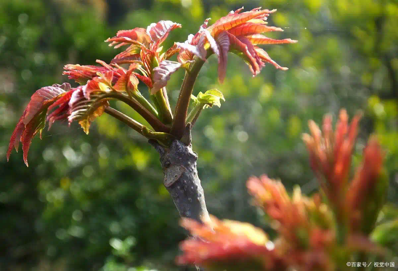香椿怎样种植和管理更高产