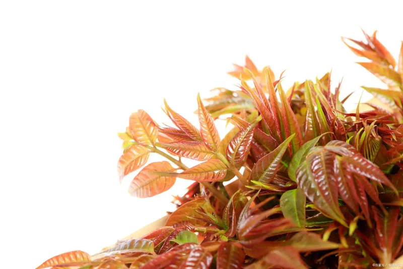 Plantation techniques