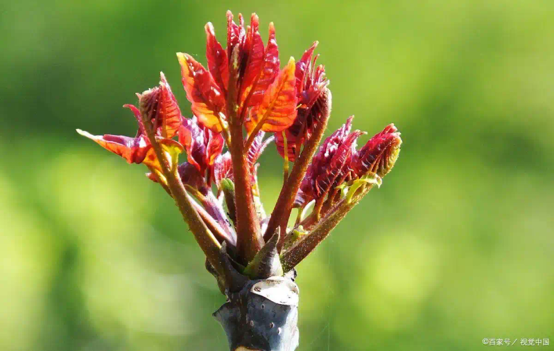 Plantation techniques