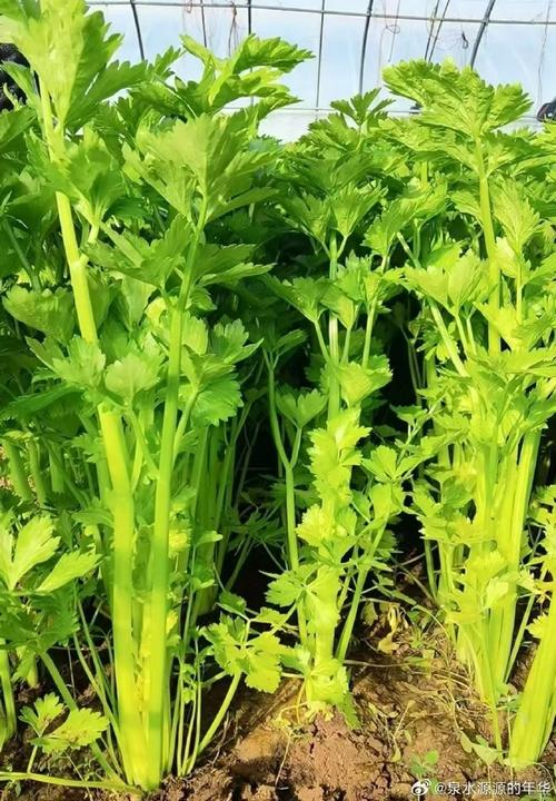 Cream cultivation techniques