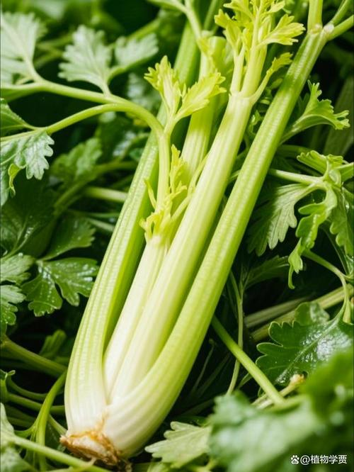 Cream cultivation techniques