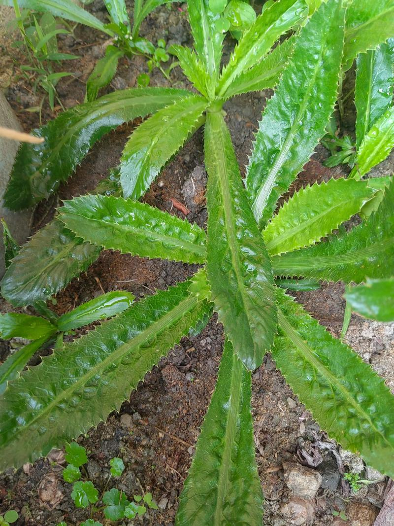 Cream cultivation techniques