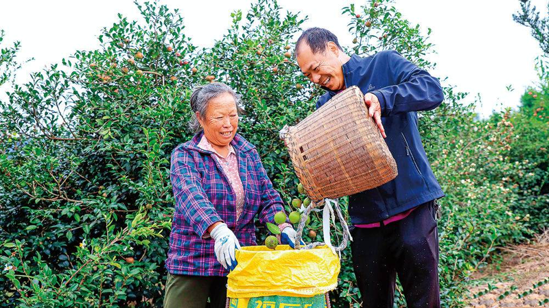 海南山茶油树种植技术