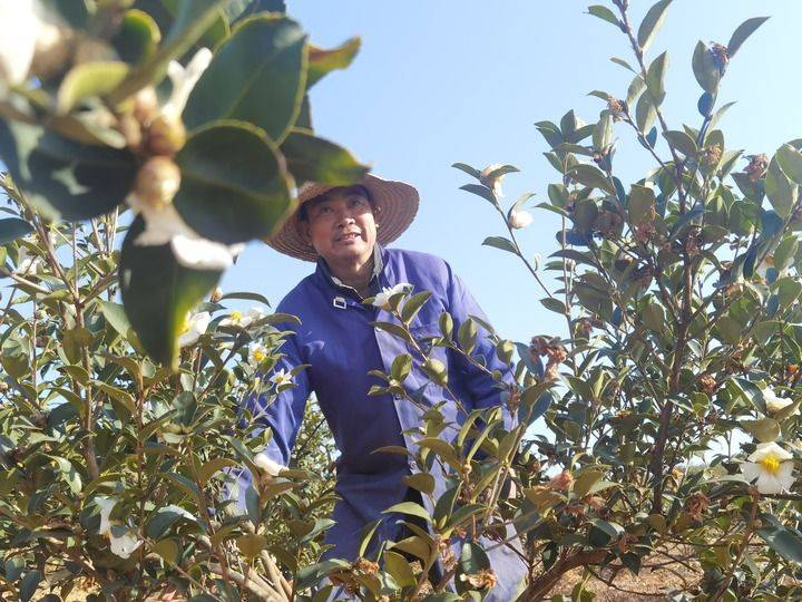 海南山茶油树种植技术