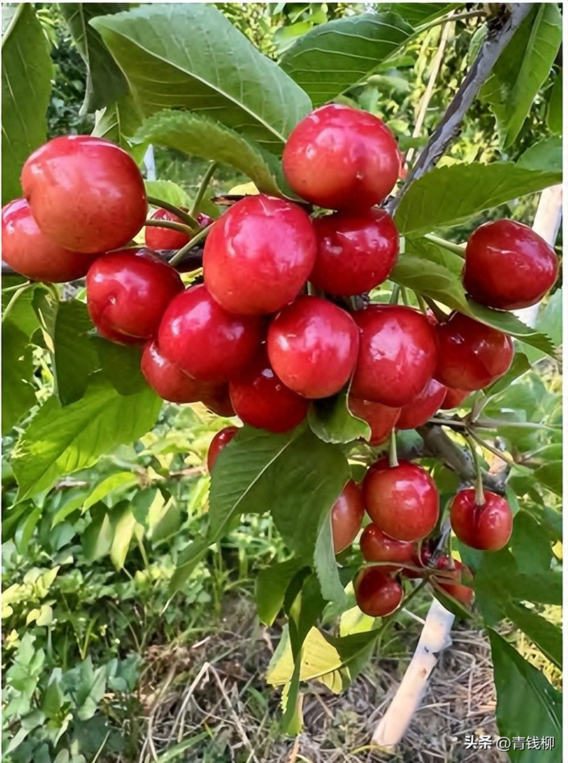 Adaptation to new varieties of fruit trees planted in the sheds