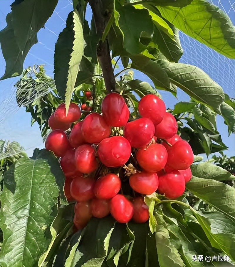 Adaptation to new varieties of fruit trees planted in the sheds