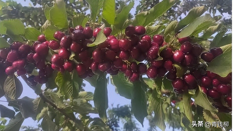 Adaptation to new varieties of fruit trees planted in the sheds