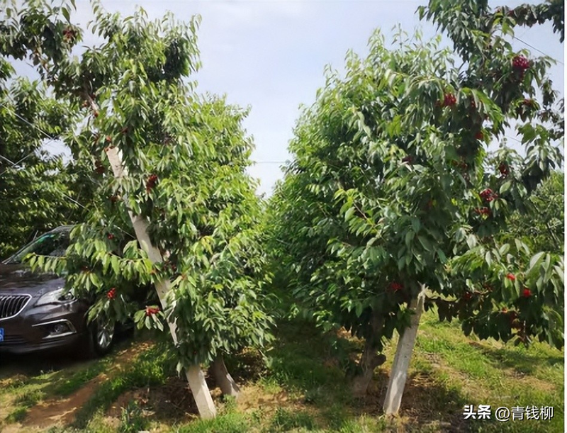 Adaptation to new varieties of fruit trees planted in the sheds