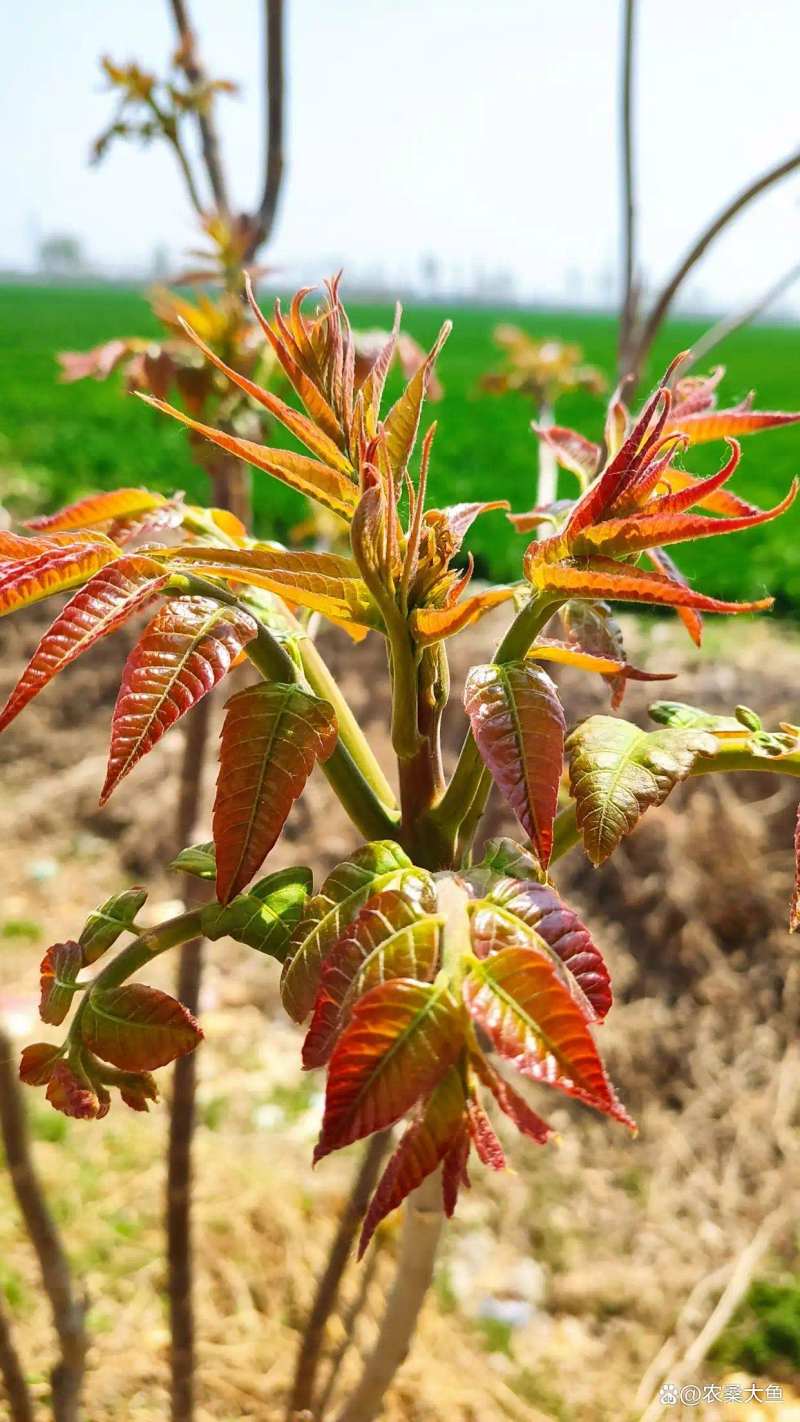 香椿树种植技术