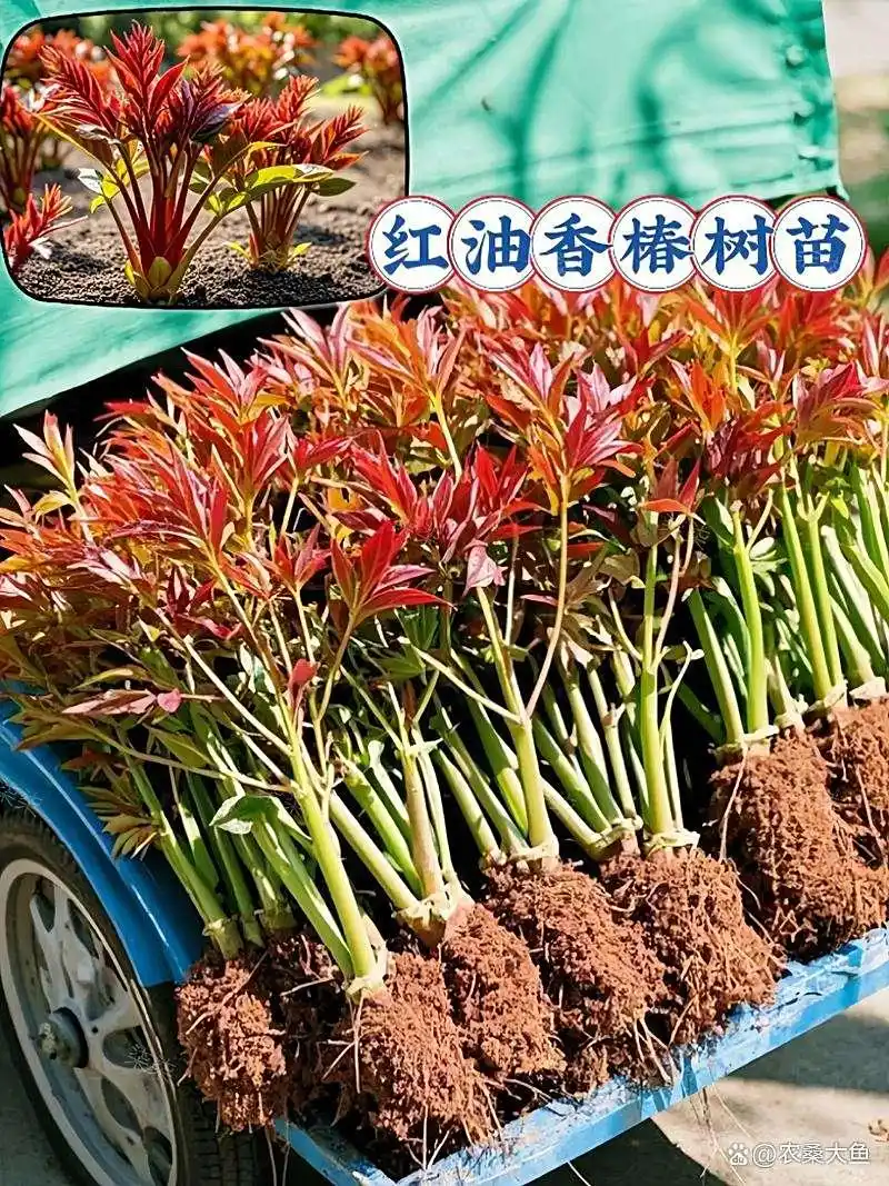 香椿树种植技术