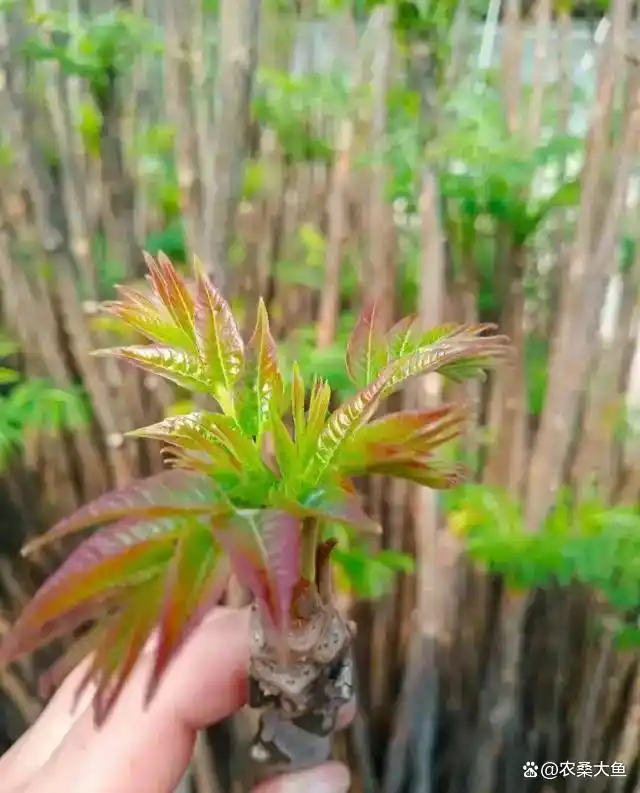 香椿树种植技术