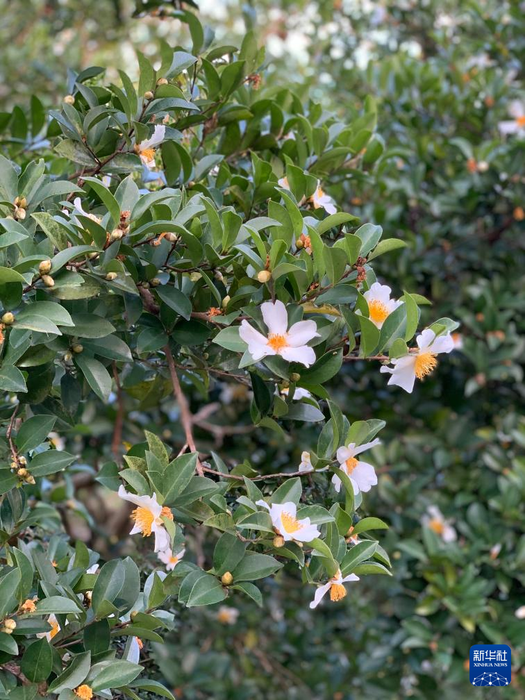 海南山茶油树种植技术