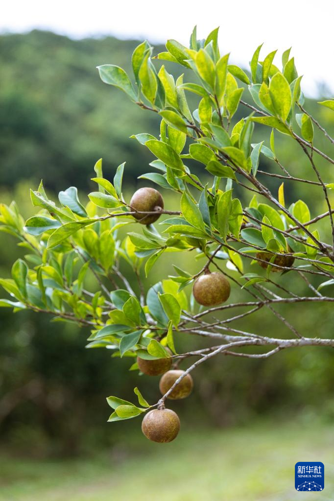 海南山茶油树种植技术