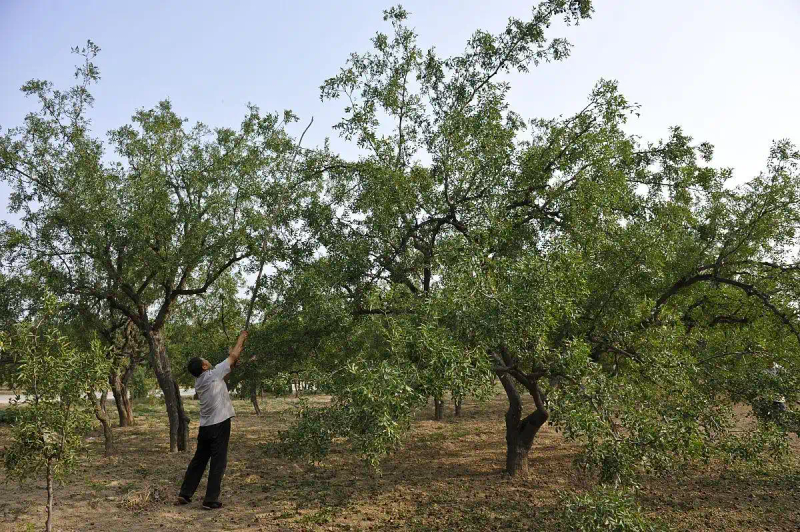 枣树种植方法