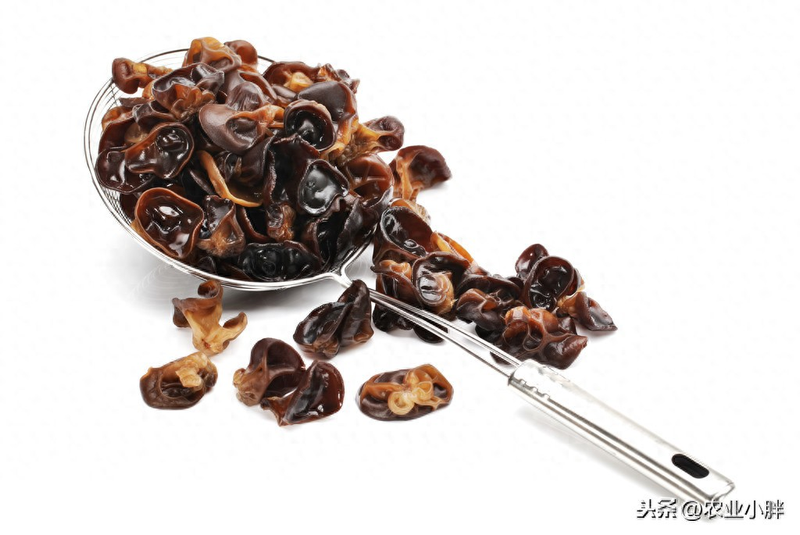 Wood farming techniques