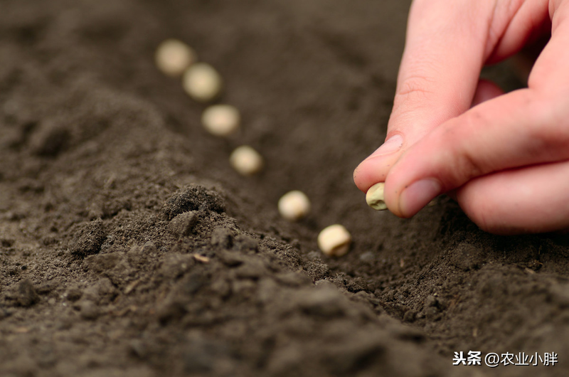 Wood farming techniques