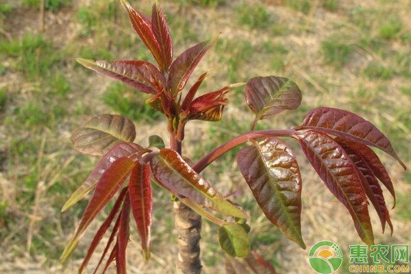 Plantation techniques