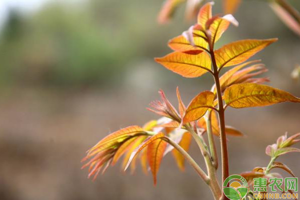 Plantation techniques