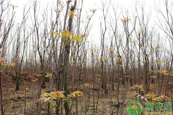 Plantation techniques