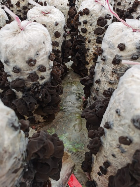 木耳的种植技术