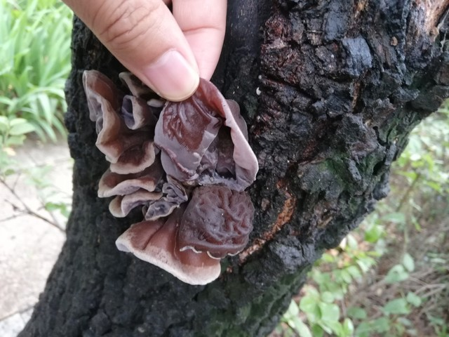 木耳的种植技术