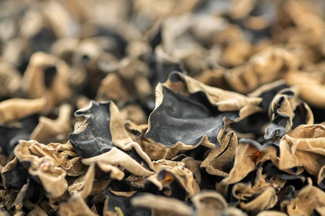 木耳的种植技术