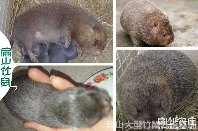 花鼠学养殖技术和种植技术