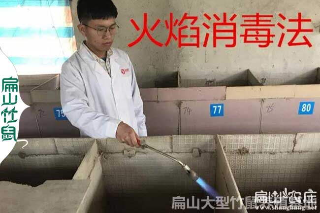 花鼠学养殖技术和种植技术