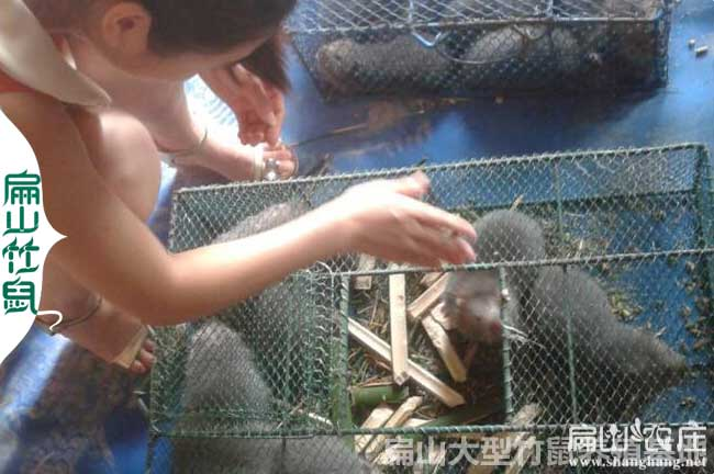 花鼠学养殖技术和种植技术