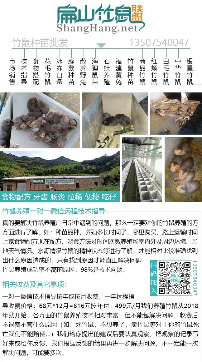 花鼠学养殖技术和种植技术