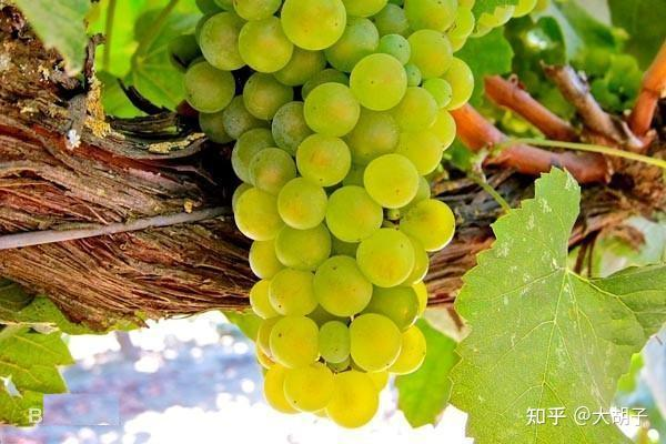 Wine service trainingppt