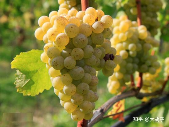 Wine service trainingppt