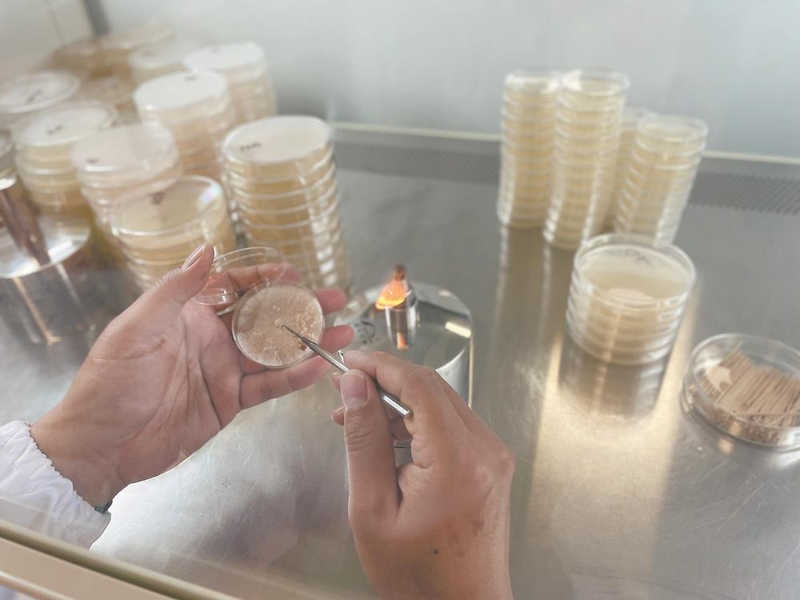 大田芦笋种植技术