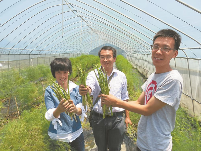大田芦笋种植技术