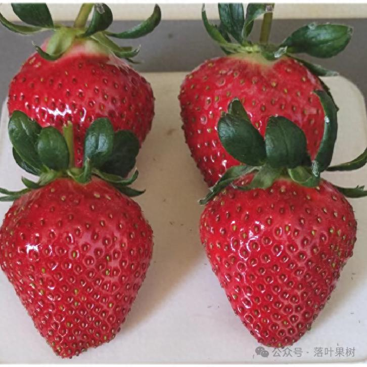 Adaptation to new varieties of fruit trees planted in the sheds