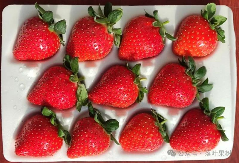 Adaptation to new varieties of fruit trees planted in the sheds