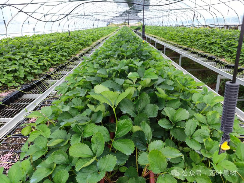 Adaptation to new varieties of fruit trees planted in the sheds