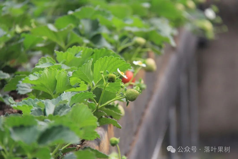 Adaptation to new varieties of fruit trees planted in the sheds