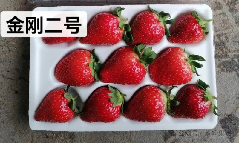 Adaptation to new varieties of fruit trees planted in the sheds