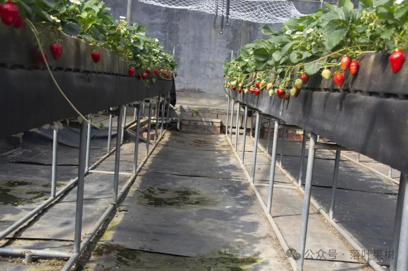 Adaptation to new varieties of fruit trees planted in the sheds