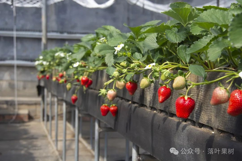 Adaptation to new varieties of fruit trees planted in the sheds