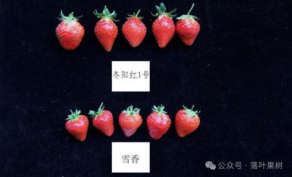 Adaptation to new varieties of fruit trees planted in the sheds