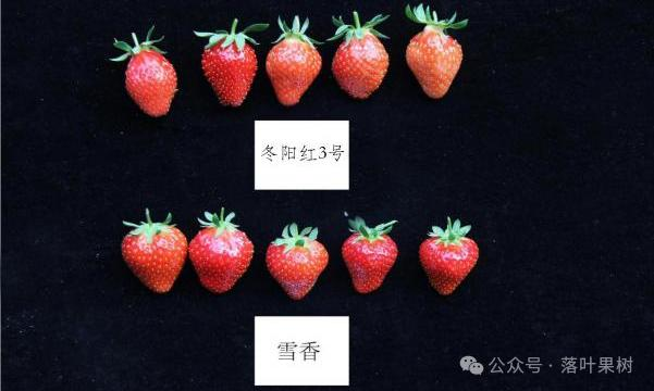 Adaptation to new varieties of fruit trees planted in the sheds