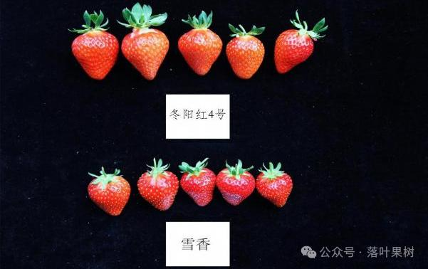 Adaptation to new varieties of fruit trees planted in the sheds