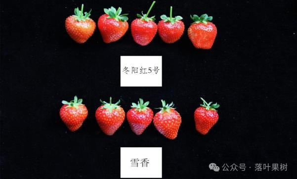 Adaptation to new varieties of fruit trees planted in the sheds