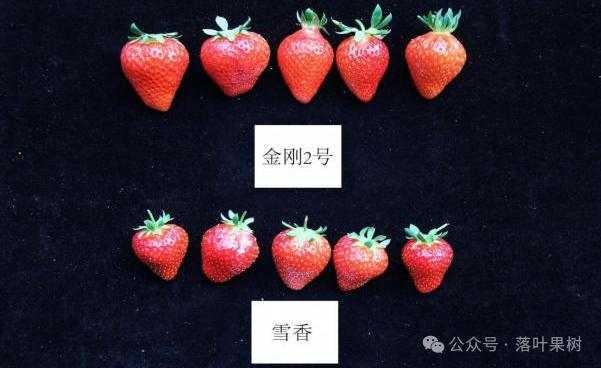 Adaptation to new varieties of fruit trees planted in the sheds