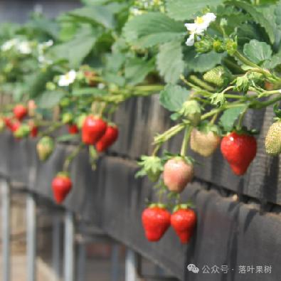 Adaptation to new varieties of fruit trees planted in the sheds
