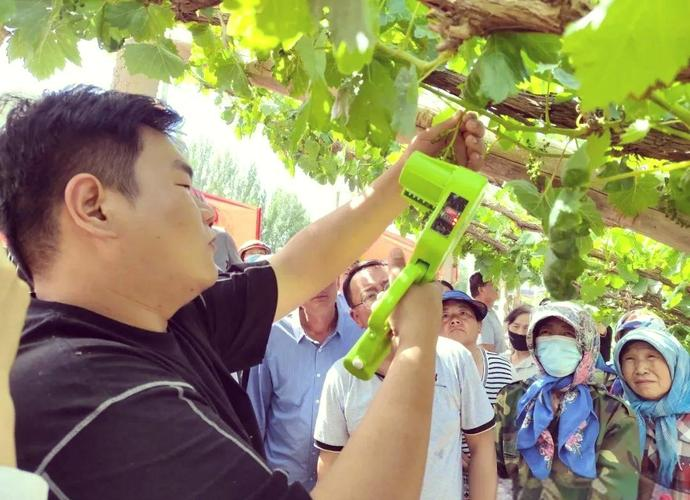 北方葡萄种植技术视频