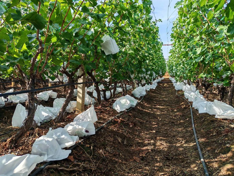 北方葡萄种植技术视频